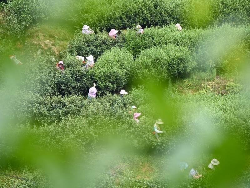 “碳票”如何变“钞票”<strong></p>
<p>币安交易平台</strong>？解读首个农业碳汇交易平台落地背后