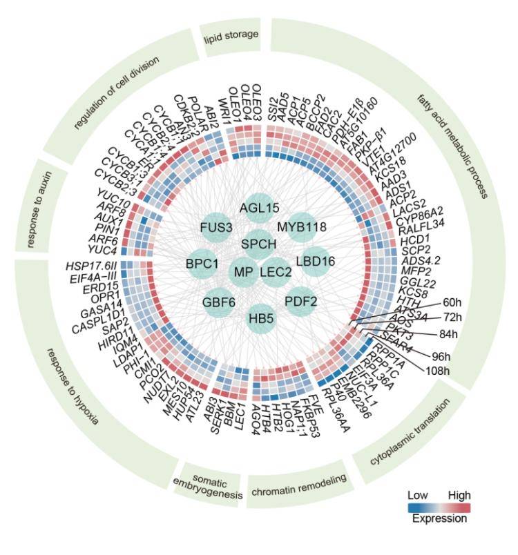 科研新突破<strong></p>
<p>币知</strong>！我国科学家破解植物细胞全能性世纪难题