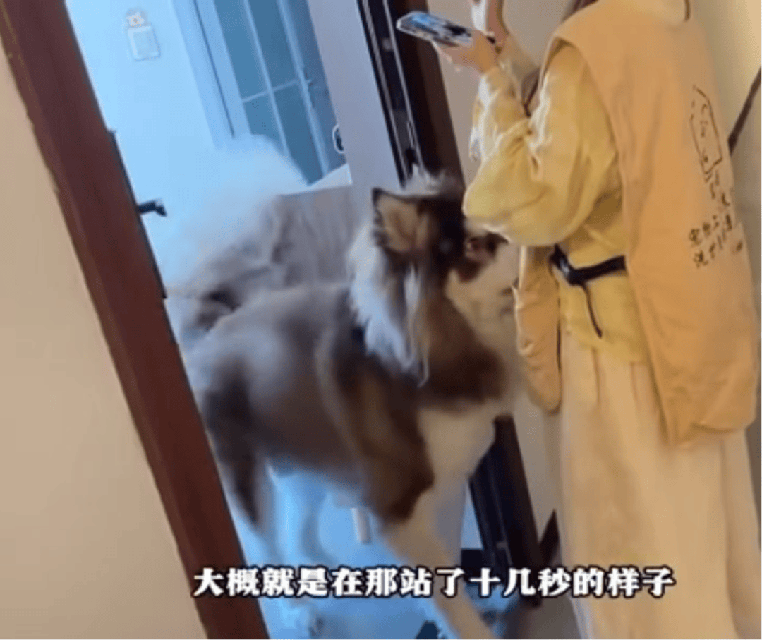 女子上门代喂<strong></p>
<p>随享币</strong>，被100多斤阿拉斯加犬咬伤遭毁容，狗主人称不担全责