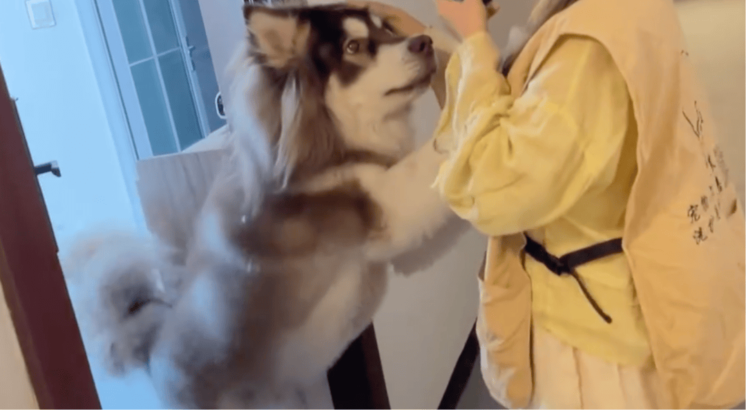 女子上门代喂<strong></p>
<p>随享币</strong>，被100多斤阿拉斯加犬咬伤遭毁容，狗主人称不担全责