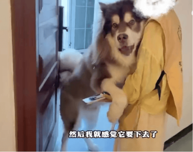 女子上门代喂<strong></p>
<p>随享币</strong>，被100多斤阿拉斯加犬咬伤遭毁容，狗主人称不担全责