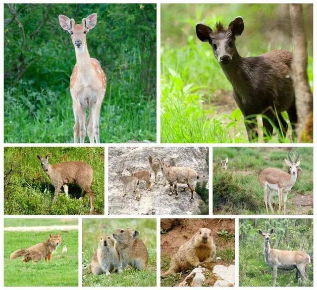 “感谢大家支持我大闹天宫……”蔡国强烟花秀现场感言视频披露<strong></p>
<p>bifi币</strong>,又遭质疑!