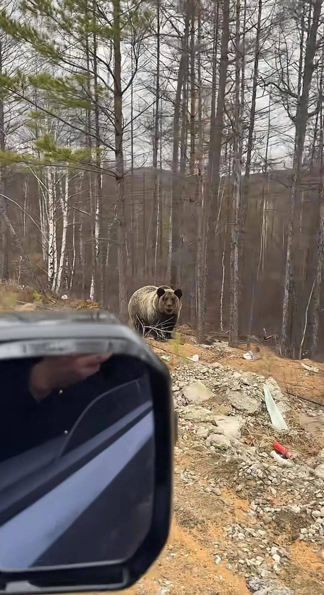 男子在大兴安岭林区偶遇野生棕熊，附近垃圾成片被吐槽，当事人：已有人员打扫