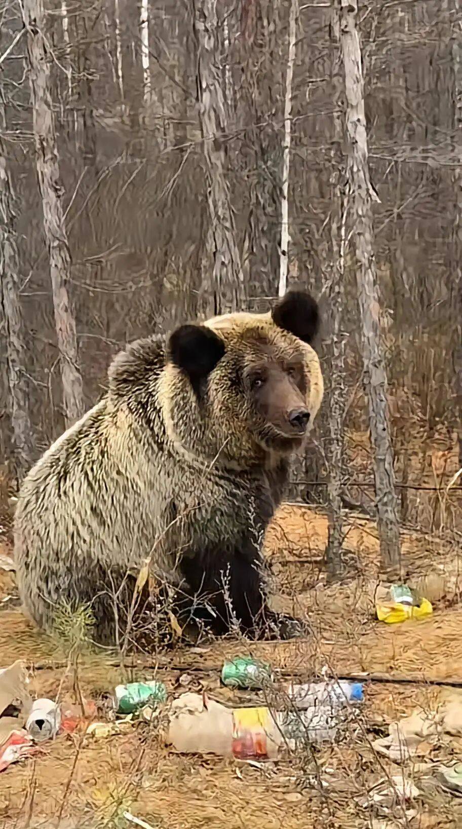 男子在大兴安岭林区偶遇野生棕熊<strong></p>
<p>币币机</strong>，附近垃圾成片被吐槽，当事人：已有人员打扫