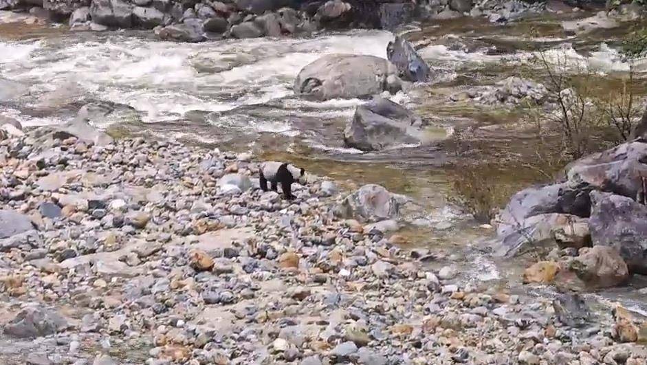 游客在陕西龙吟峡偶遇大熊猫过河<strong></p>
<p>币仑</strong>，景区：系纯野生秦岭大熊猫，今年首次发现