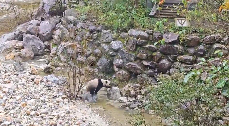 游客在陕西龙吟峡偶遇大熊猫过河<strong></p>
<p>币仑</strong>，景区：系纯野生秦岭大熊猫，今年首次发现