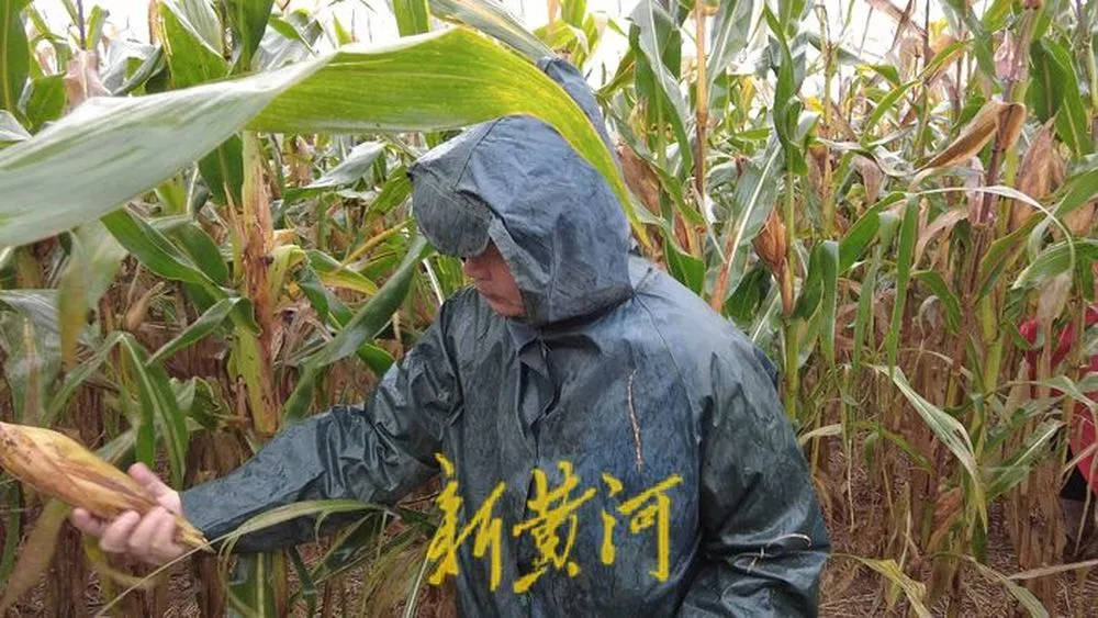 “都是村里的娃<strong></p>
<p>莱克币</strong>，抢收玉米个个都积极”！济南连续降雨，多名返乡大学生加入抢收队伍