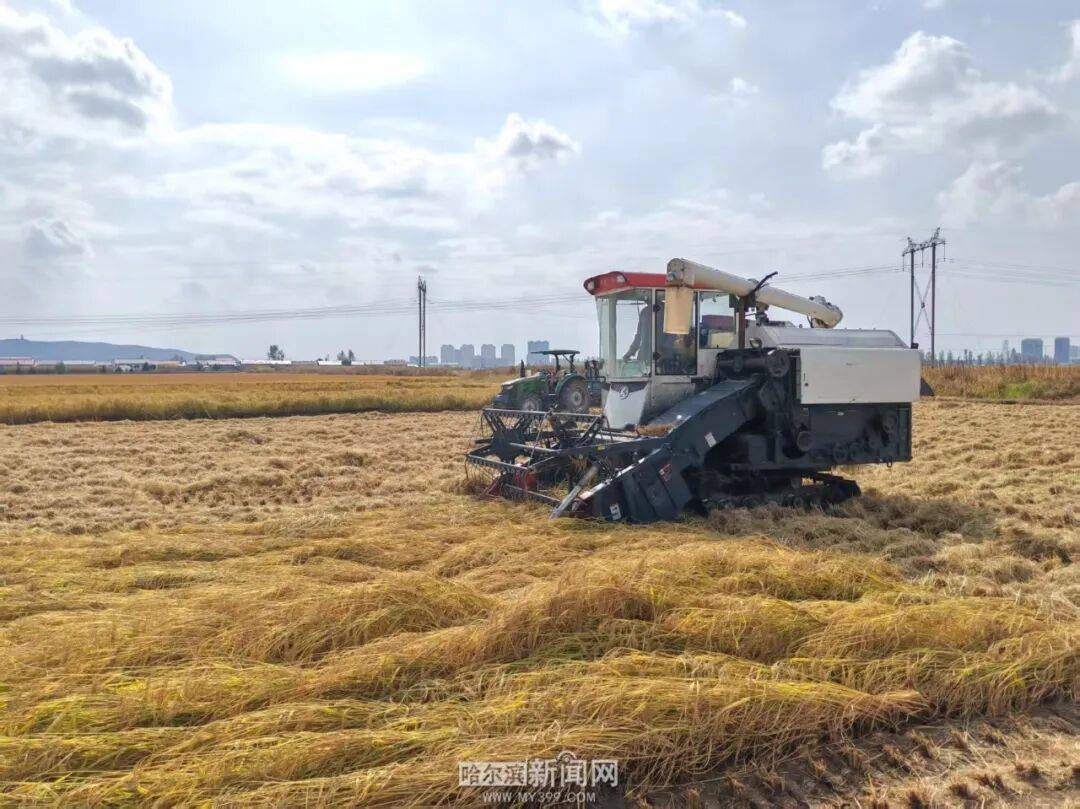 哈市粮食作物已收获693.8万亩