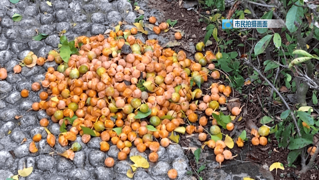 不要捡<strong></p>
<p>币老大</strong>！不要吃！昆明街头正大量出现……