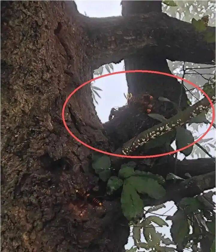 4名游客景区内遭马蜂袭击<strong></p>
<p>币老大</strong>，旅游度假区：是森林公园不卖门票，蜇伤先就医后提供证据投诉