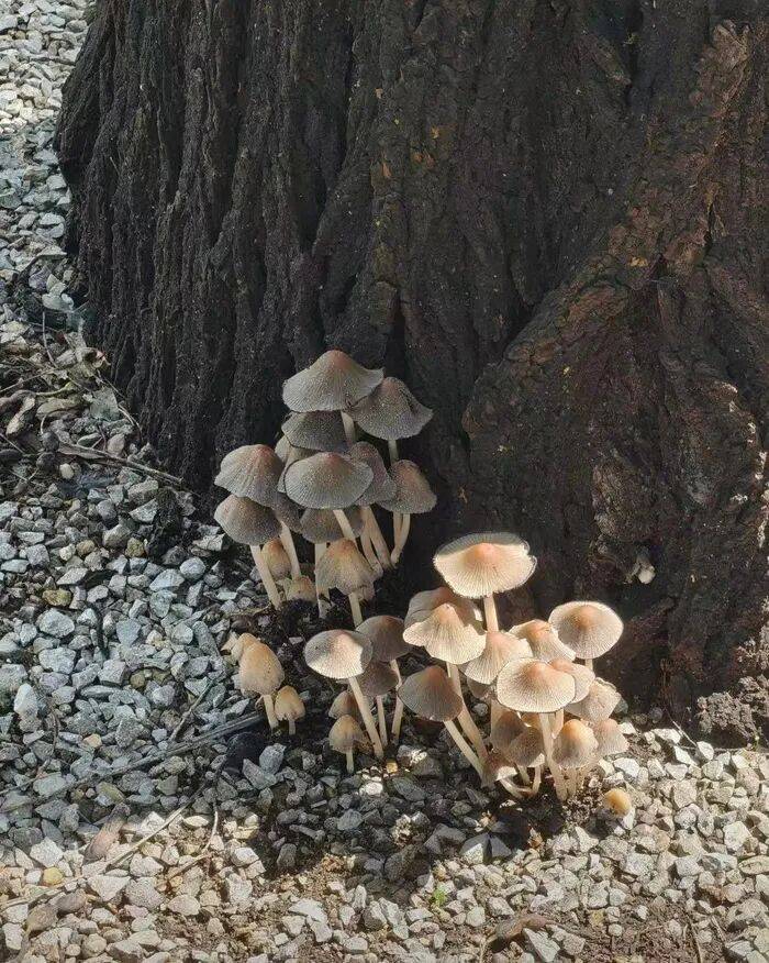 济南雨后路边长出蘑菇，医生紧急提醒：切勿食用