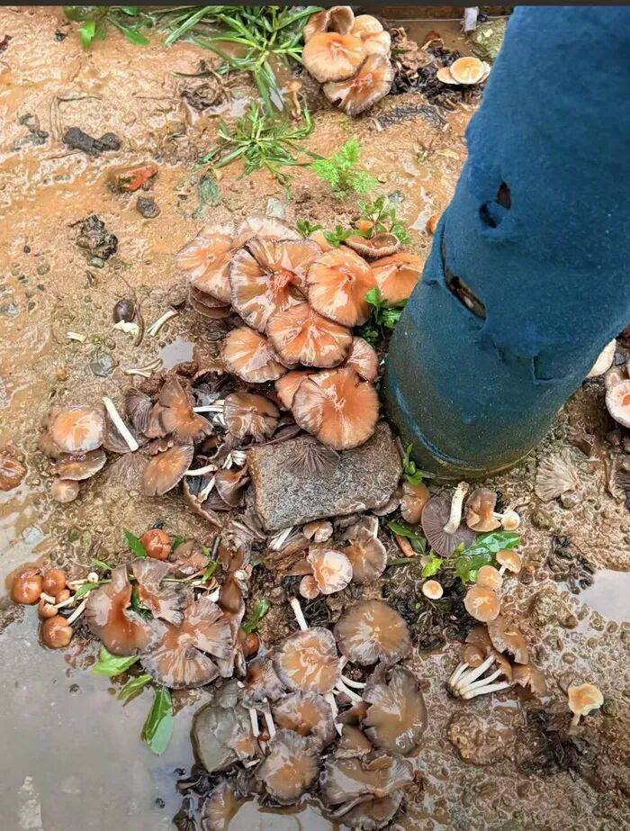 济南雨后路边长出蘑菇<strong></p>
<p>全币白</strong>，医生紧急提醒：切勿食用