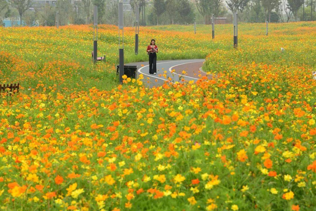 “杭州好冷”一夜刷屏！3波冷空气接连来<strong></p>
<p>全币白</strong>，浙江或跌至15℃