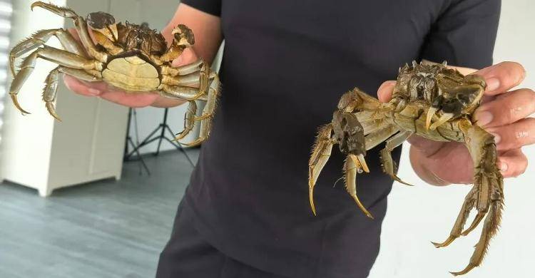 武汉江夏一地大闸蟹大量上市<strong></p>
<p>咪咕币商城</strong>，日产1000斤当天售完，每只螃蟹有自己的“身份证”，吃深海小黄鱼长大