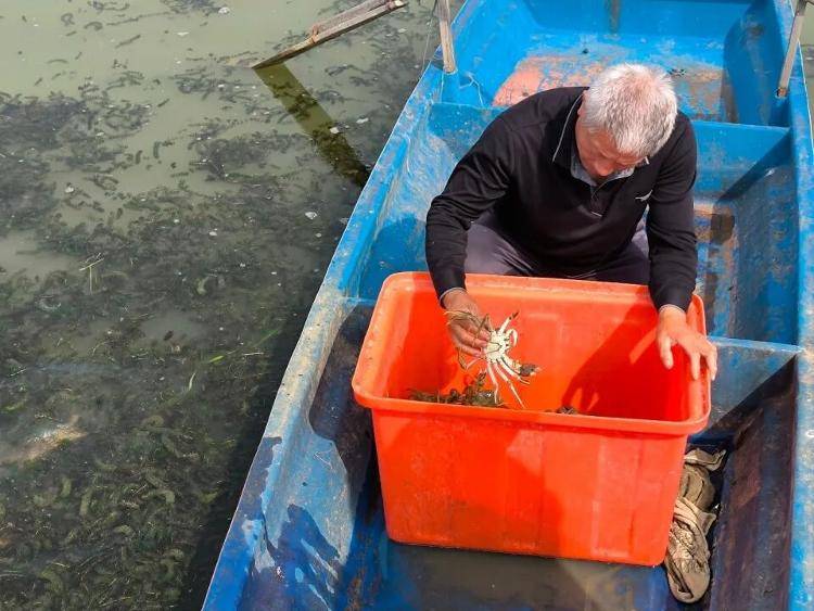 武汉江夏一地大闸蟹大量上市<strong></p>
<p>咪咕币商城</strong>，日产1000斤当天售完，每只螃蟹有自己的“身份证”，吃深海小黄鱼长大