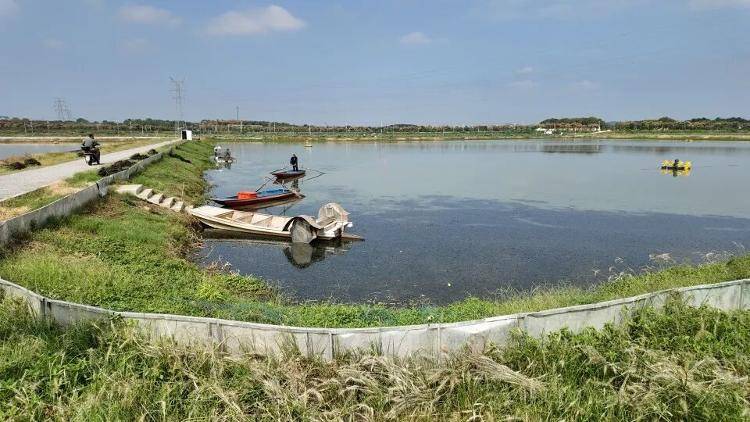 武汉江夏一地大闸蟹大量上市<strong></p>
<p>咪咕币商城</strong>，日产1000斤当天售完，每只螃蟹有自己的“身份证”，吃深海小黄鱼长大