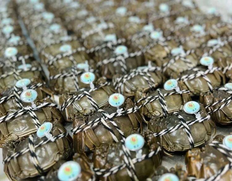 武汉江夏一地大闸蟹大量上市<strong></p>
<p>咪咕币商城</strong>，日产1000斤当天售完，每只螃蟹有自己的“身份证”，吃深海小黄鱼长大