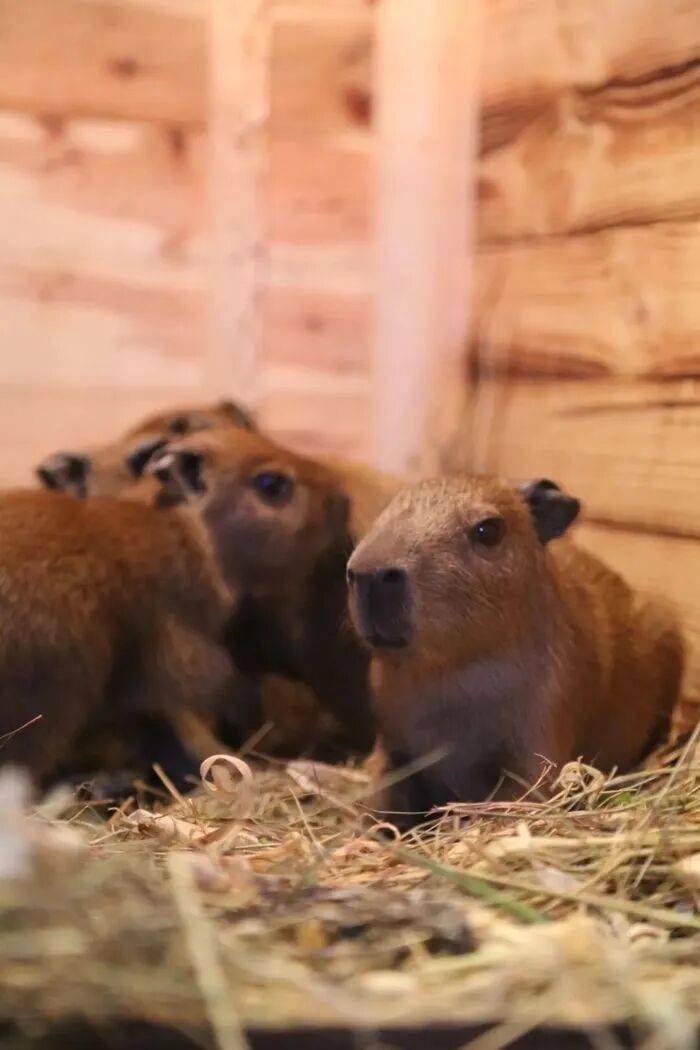 出生1小时就能独立行走<strong></p>
<p>吉祥币</strong>，济南动物园“果果”和“豚豚”的4只新生幼崽，周末和市民见面