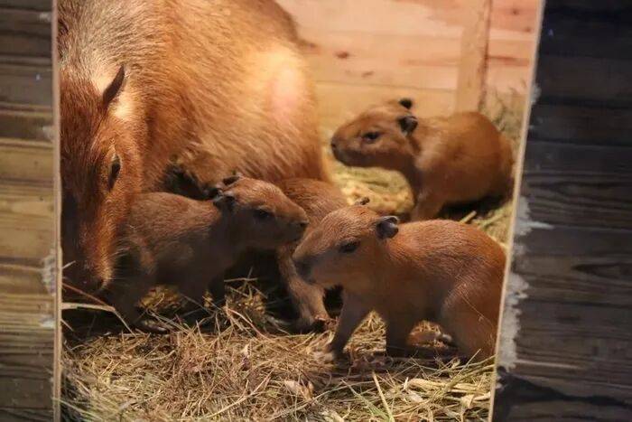 出生1小时就能独立行走<strong></p>
<p>吉祥币</strong>，济南动物园“果果”和“豚豚”的4只新生幼崽，周末和市民见面