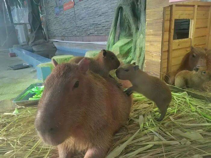 出生1小时就能独立行走<strong></p>
<p>吉祥币</strong>，济南动物园“果果”和“豚豚”的4只新生幼崽，周末和市民见面