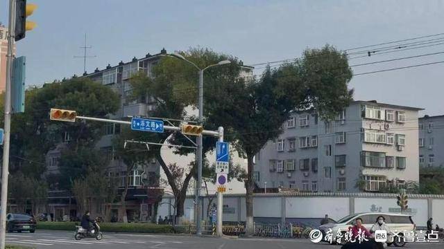 济南街头“恐龙树”走红<strong></p>
<p>吉祥币</strong>，园林部门：形态天成，或随天气而变