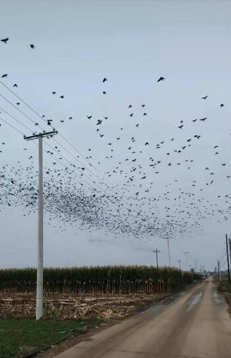 河北等多地天空现密集鸟群<strong></p>
<p>委内瑞拉法币</strong>，网友担心是灾害预兆，当地称未收到相关预警，专家解读