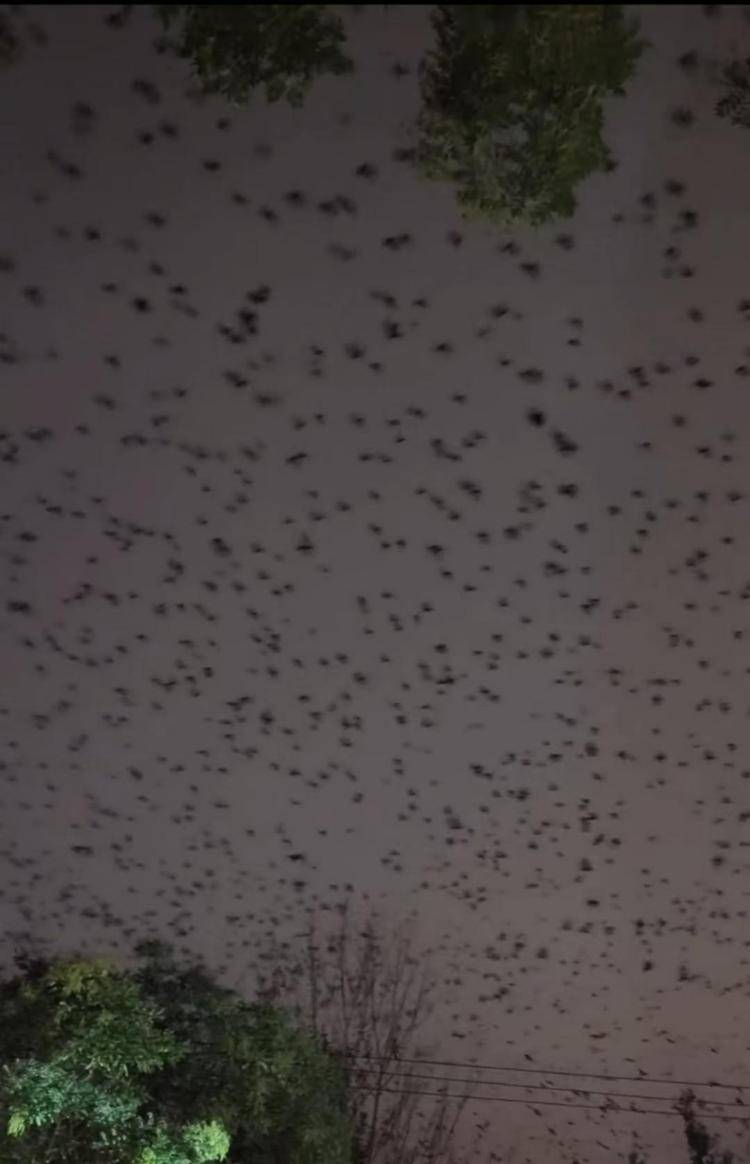 河北等多地天空现密集鸟群<strong></p>
<p>委内瑞拉法币</strong>，网友担心是灾害预兆，当地称未收到相关预警，专家解读