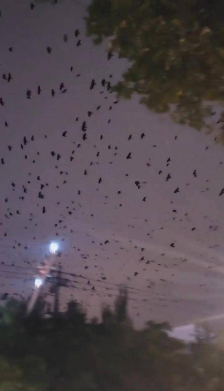 河北等多地天空现密集鸟群<strong></p>
<p>委内瑞拉法币</strong>，网友担心是灾害预兆，当地称未收到相关预警，专家解读