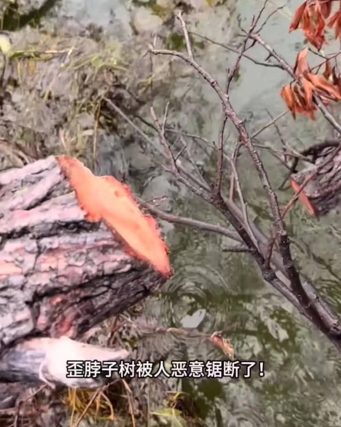 大理洱海网红“歪脖子树”疑被人砍断<strong></p>
<p>委内瑞拉法币</strong>，当地最新回应：现场调查无线索，警方介入调查