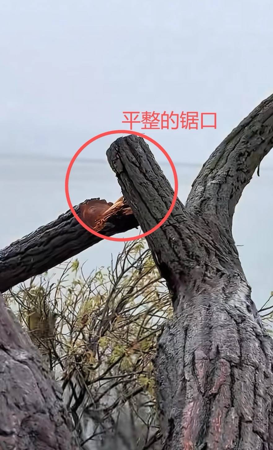 大理洱海网红“歪脖子树”疑被人砍断<strong></p>
<p>委内瑞拉法币</strong>，当地最新回应：现场调查无线索，警方介入调查