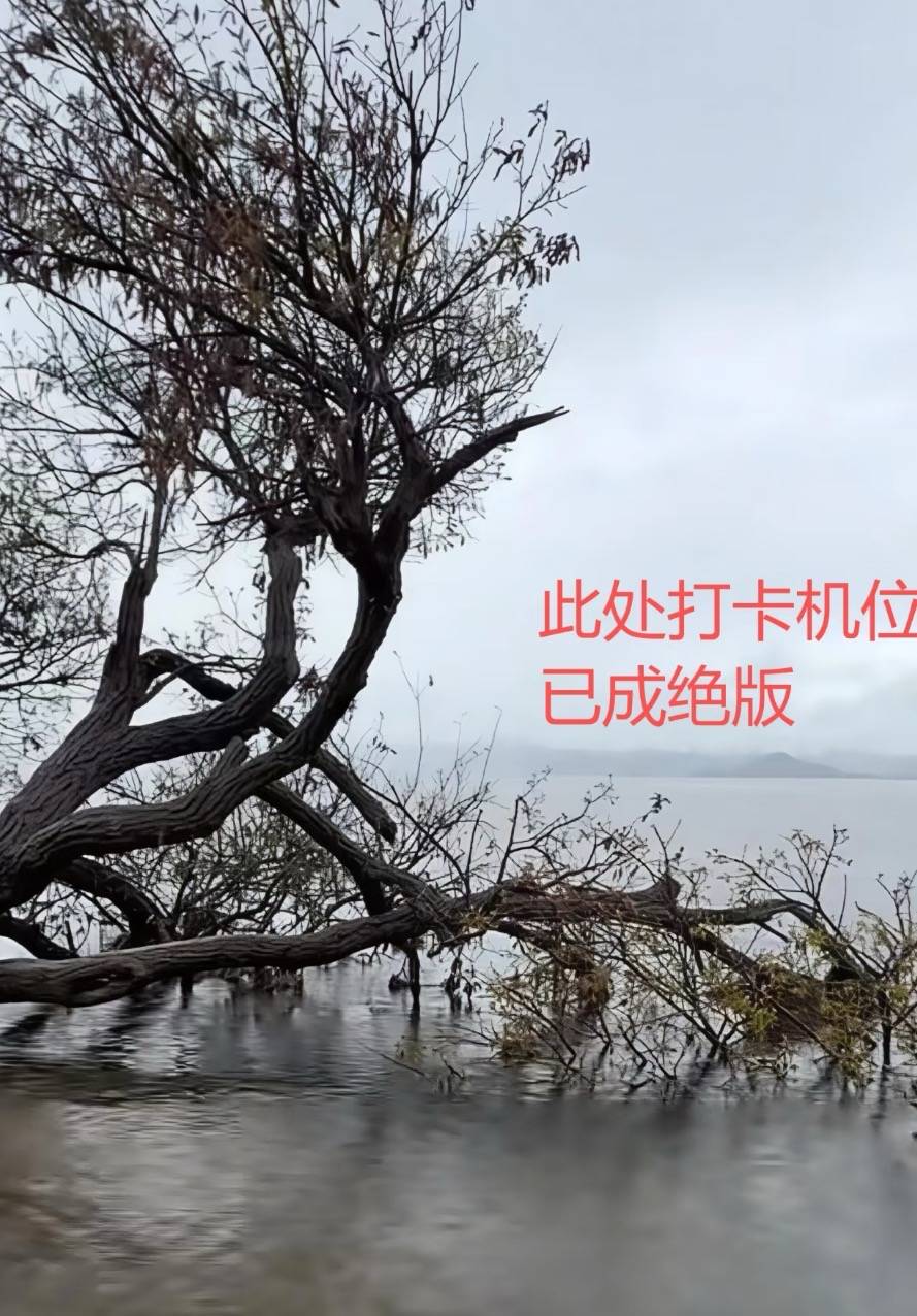 大理洱海网红“歪脖子树”疑被人砍断<strong></p>
<p>委内瑞拉法币</strong>，当地最新回应：现场调查无线索，警方介入调查