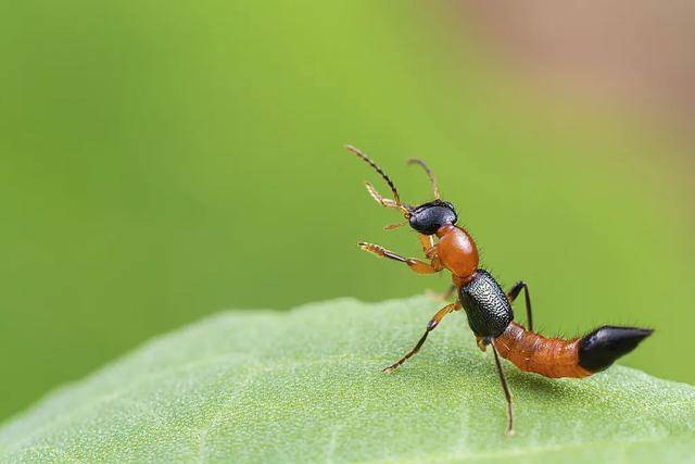 “飞行的硫酸”<strong></p>
<p>委内瑞拉法币</strong>，来了