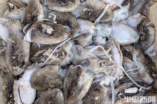 大船渔港避风<strong></p>
<p>委内瑞拉法币</strong>，小船海鲜上岸