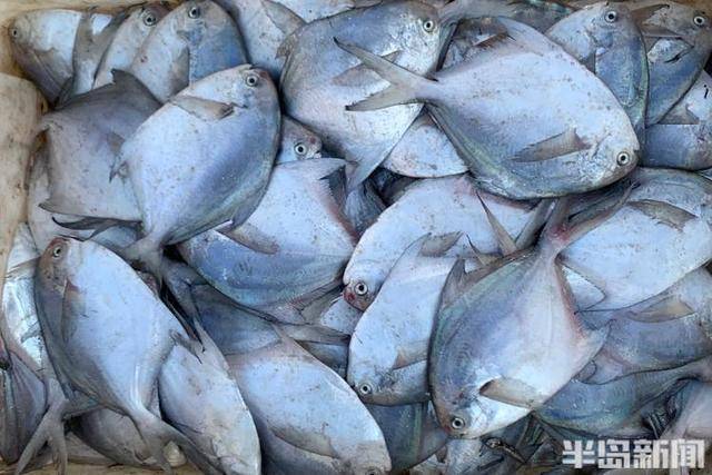 大船渔港避风<strong></p>
<p>委内瑞拉法币</strong>，小船海鲜上岸