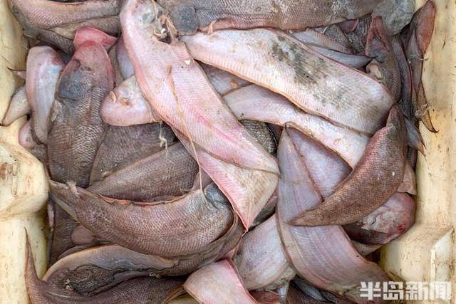 大船渔港避风<strong></p>
<p>委内瑞拉法币</strong>，小船海鲜上岸