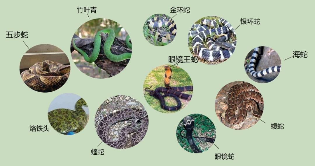 女子半夜上厕所<strong></p>
<p>狼币</strong>，马桶里突然窜出一条蛇！