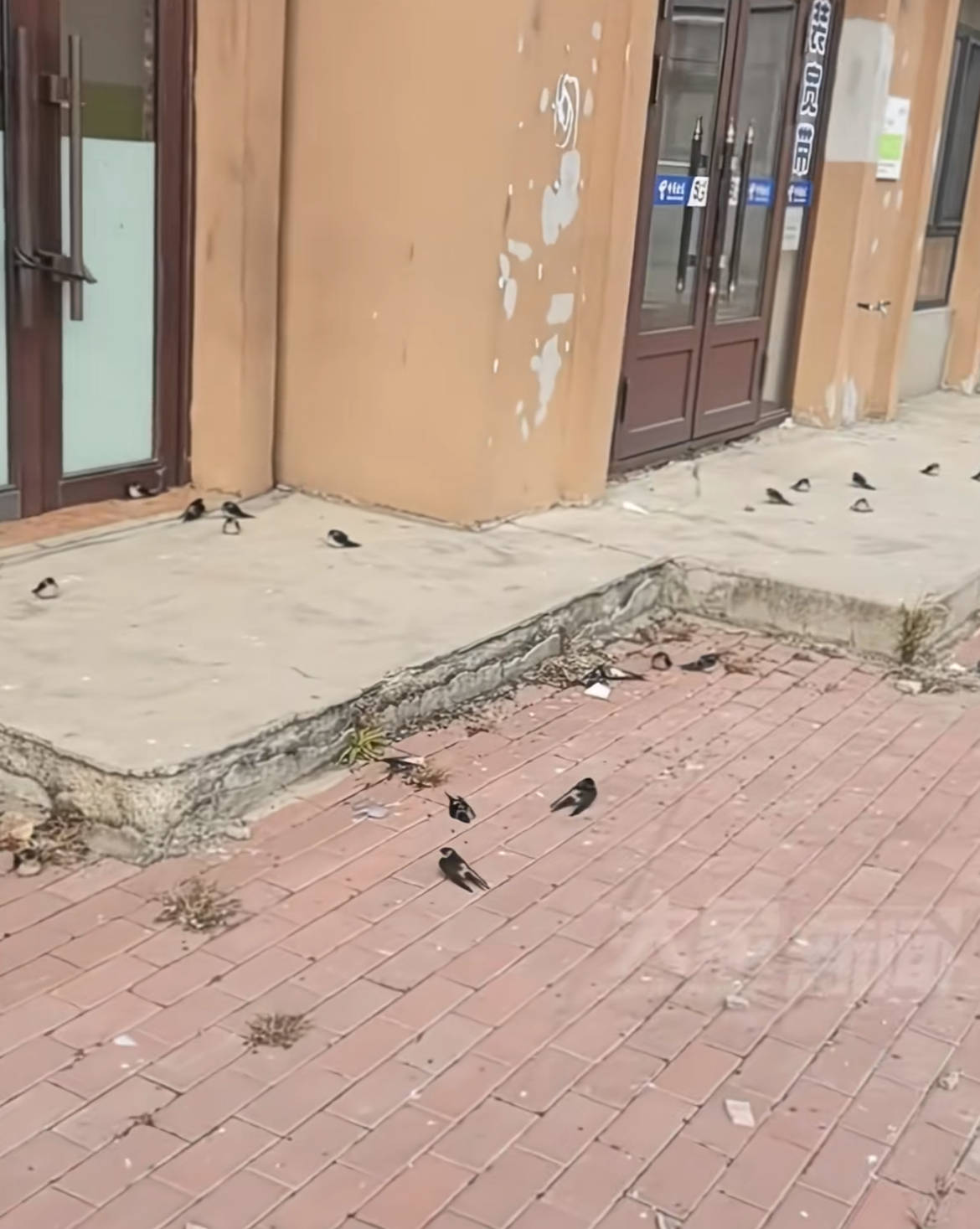 黑龙江五常上百只燕子滞留没南飞冻死不少<strong></p>
<p>币龄</strong>，当地林草局：自然现象，气温骤降燕崽没扛住