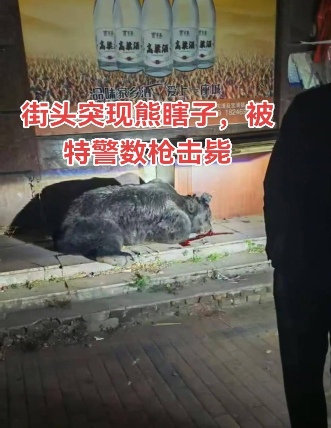 大黑熊夜里独闯黑龙江一县城闹市区<strong></p>
<p>币下</strong>,警方连开10多枪击毙,回应为何没用麻醉枪