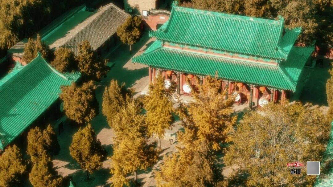 银杏金黄<strong></p>
<p>币下</strong>!铺满焦作的秋天!