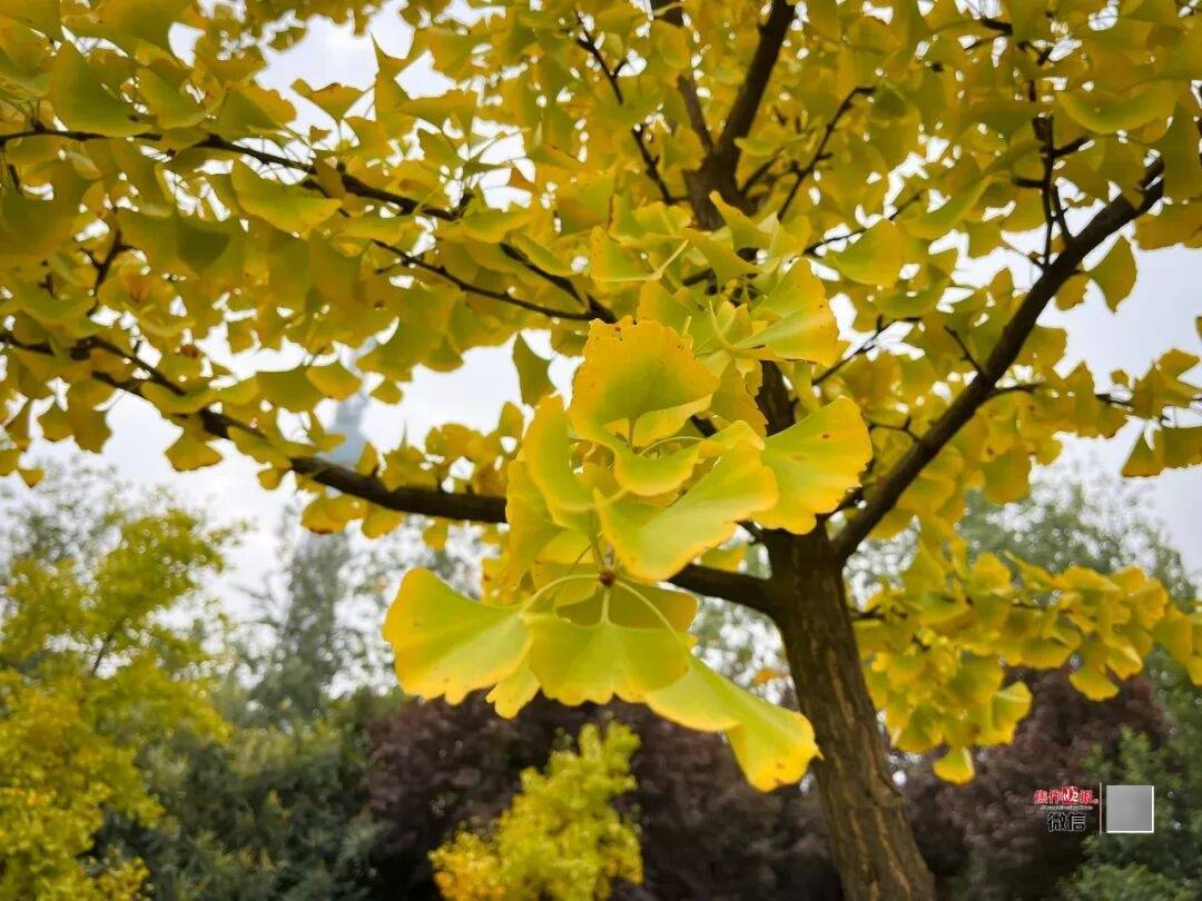 银杏金黄<strong></p>
<p>币下</strong>!铺满焦作的秋天!