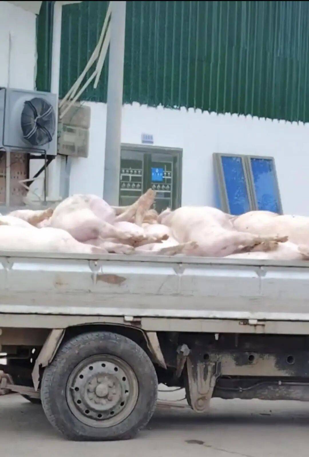 广东一肉联公司门口堆满死猪<strong></p>
<p>牛币兑换</strong>，官方：7人被控制