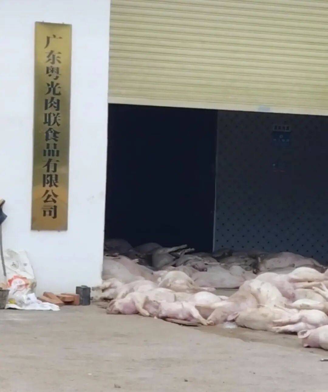 广东一肉联公司门口堆满死猪<strong></p>
<p>牛币兑换</strong>，官方：7人被控制