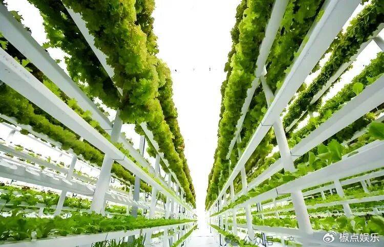 荷兰非常小的一个国家<strong></p>
<p>牛币兑换</strong>,为何诞生了许多大名鼎鼎的公司?