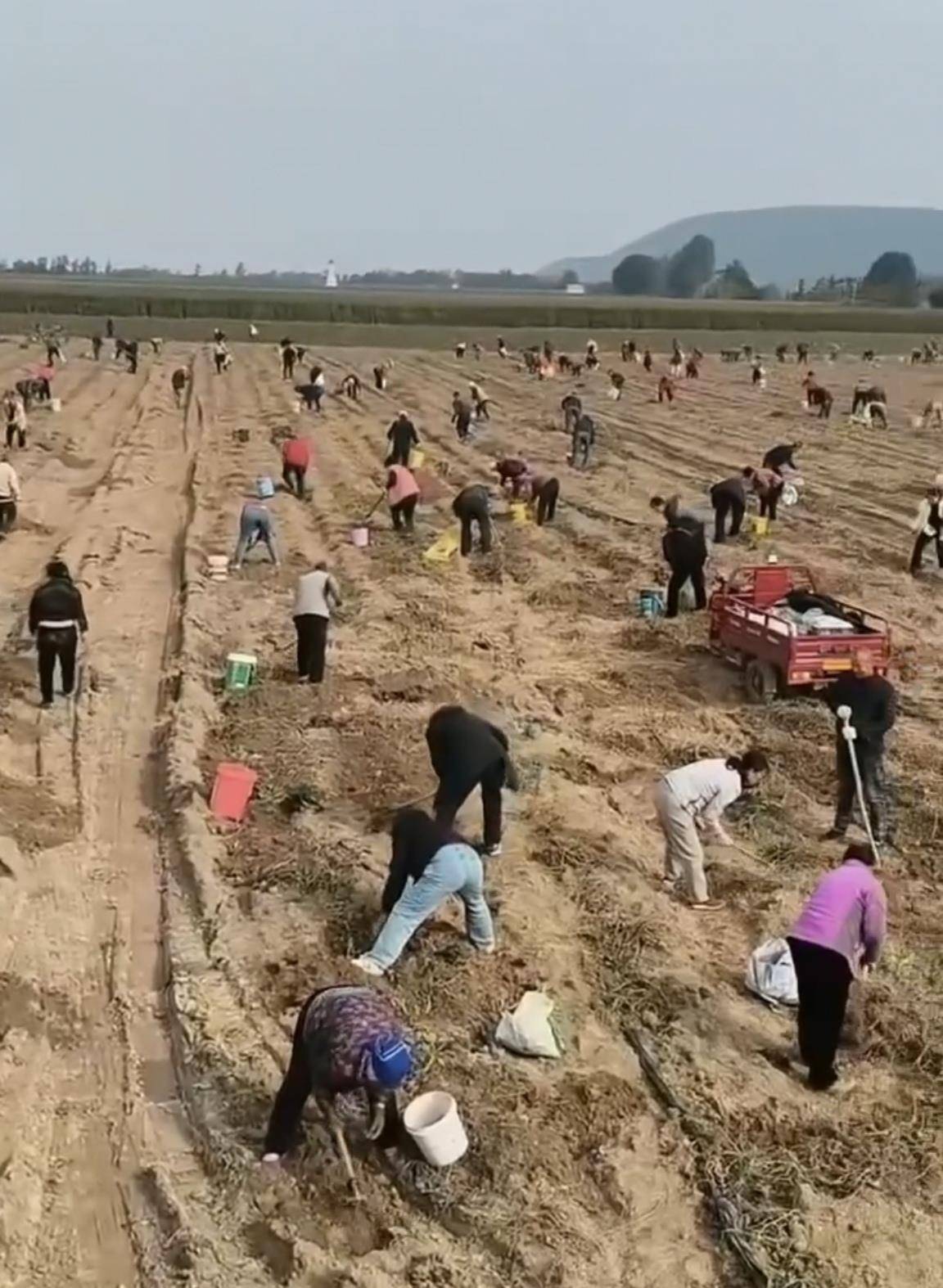 数百人冲进地里捡红薯<strong></p>
<p>巴币</strong>，田主称是秋收剩下的，网友：免费翻地，利人利己