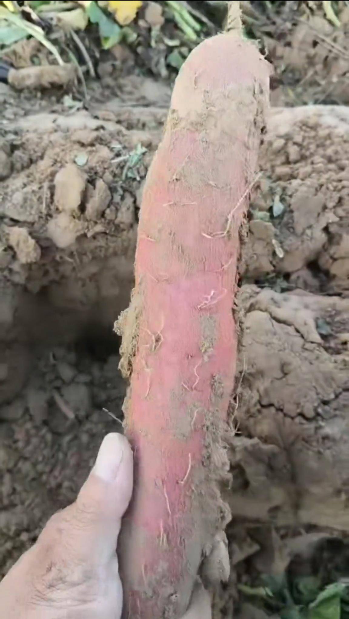 数百人冲进地里捡红薯<strong></p>
<p>巴币</strong>，田主称是秋收剩下的，网友：免费翻地，利人利己