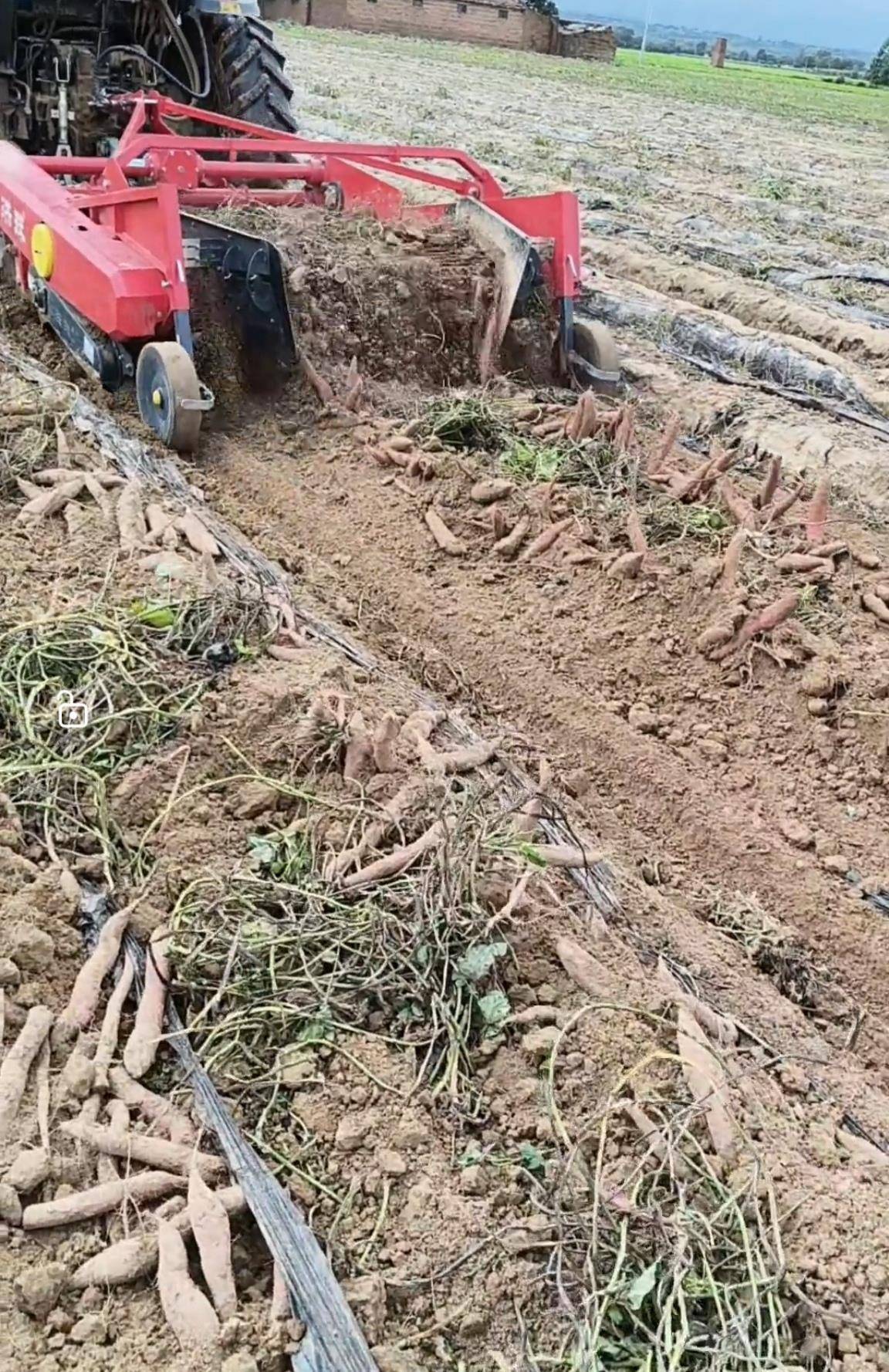 数百人冲进地里捡红薯<strong></p>
<p>巴币</strong>，田主称是秋收剩下的，网友：免费翻地，利人利己