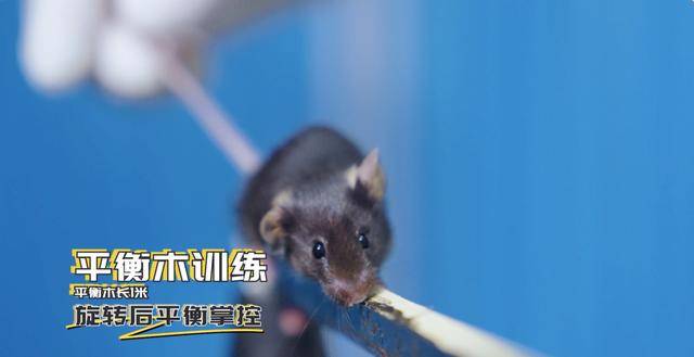 神二十一有4只“小鼠航天员”<strong></p>
<p>币特币</strong>！选拔Vlog公开→