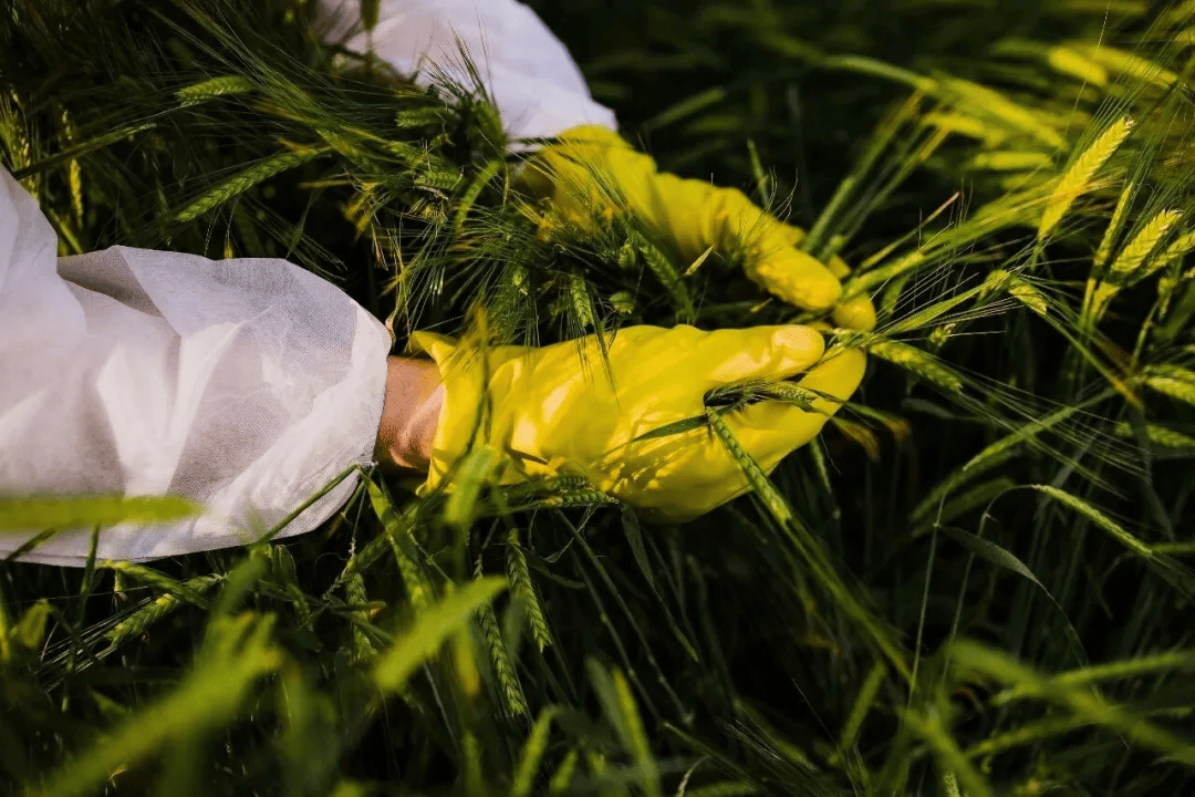 警惕<strong></p>
<p>火花币</strong>!田里有间谍