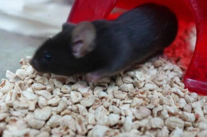 为4只“太空小鼠”取名<strong></p>
<p>火花币</strong>，网友：从从、容容、游刃、有余……