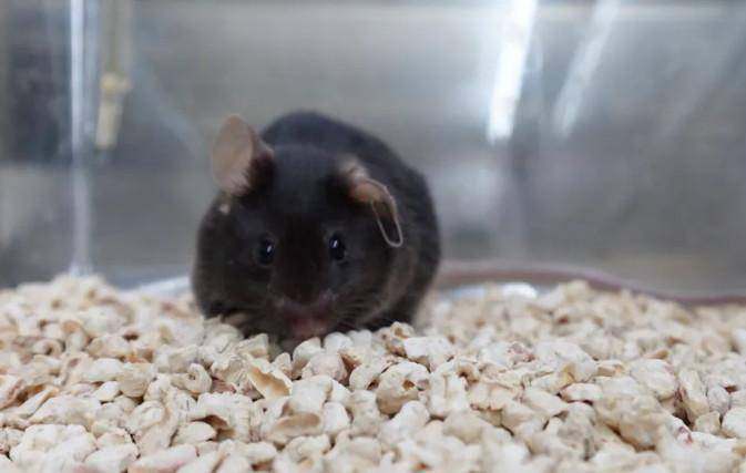 为4只“太空小鼠”取名<strong></p>
<p>火花币</strong>，网友：从从、容容、游刃、有余……